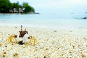 Close-up of Wind Crab on the sand photo