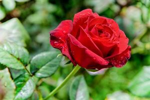 Red rose blooming on the branch photo