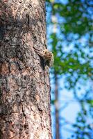 linda ardilla en un árbol en el bosque foto