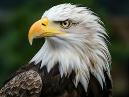 Closeup of bald eagle bird in the jungle photo