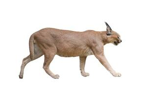 caracal isolatated on white photo