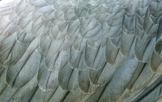 white bellie sea eagle feather photo