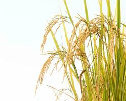 rice field in thailand photo