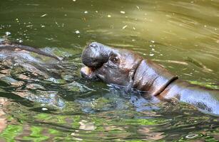 hipopótamo pigmeo en el agua foto