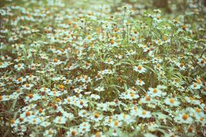 Vintage style field white flower of Chamomile photo