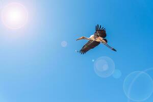 Single big bird flying alone in the blue sky photo