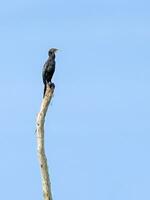 pequeño cormorán o microcarbo Níger aves foto