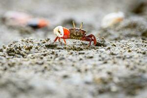 Fiddler crabs, Ghost crabs small male sea crab photo