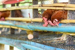 huevo pollo granja en rural Tailandia foto