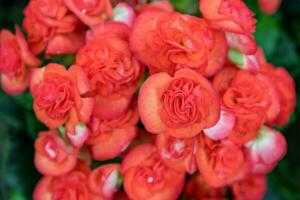 Close up Begonia flower photo