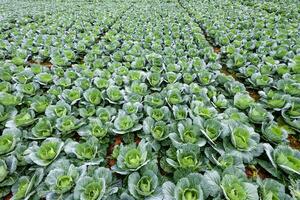 Cabbage rows in cultivation plot photo