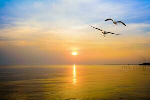 Pair of seagulls in sky at sunset in Bang Pu, Thailand photo