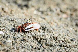 Fiddler crabs, Ghost crabs small male sea crab photo