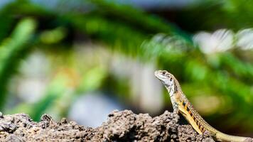 Closeup Leiolepis belliana in nature background photo