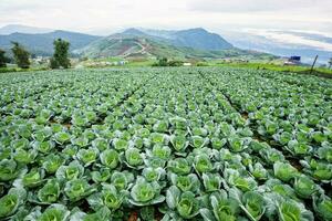 repollo filas en cultivo trama foto