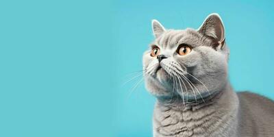 retrato de un plata británico cabello corto gato aislado en azul antecedentes. generativo ai foto