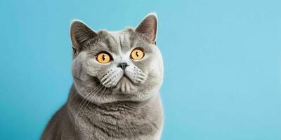 retrato de un plata británico cabello corto gato aislado en azul antecedentes. generativo ai foto