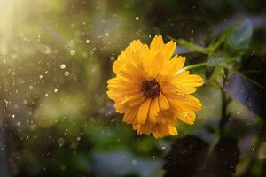 orange flower in the garden in warm sunlight with bokeh photo