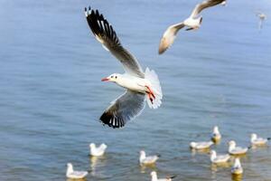 Flock of seagulls at Bangpu Recreation Center photo