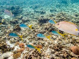 Underwater photos of group sea fish