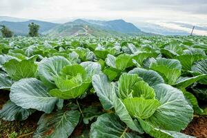 Cabbage rows in cultivation plot photo