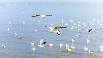 rebaño de gaviotas a bangpu recreación centrar foto