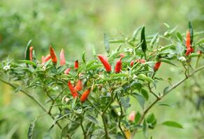 fresh chili on tree photo