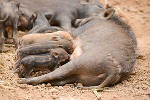 wild boar feeding their baby photo