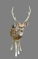 male axis deer or chital photo