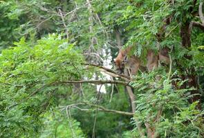 puma alpinismo en árbol foto