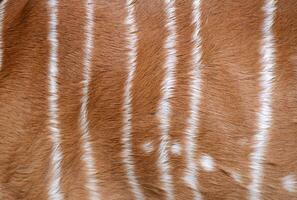 textured of nyala fur photo