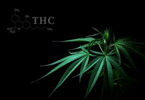 Marijuana leaves with cbd thc chemical structure photo