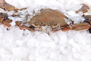 crab freeze in ice photo