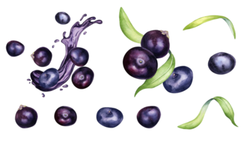 conjunto de acai bayas y palma hojas acuarela ilustración. exótico Amazonas pequeño púrpura bayas, jugo chapoteo mano dibujado. diseño elemento para embalaje, etiqueta. png