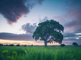 Free photo wide angle shot of a single tree growing under a clouded sky during a sunset surrounded by grass