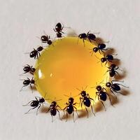 Black ants eating honey drop. Concept of teamwork or hardworking or unity. image photo