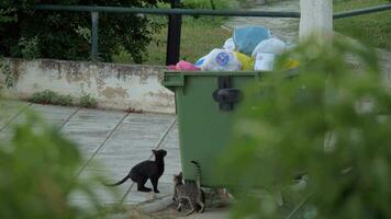 Cats searching for food in street dumpsters video
