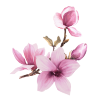 magnolia rosa blomma lämna knopp gren. vattenfärg. hand dragen illustration med akvarell fläckar blommig design av hälsningar inbjudningar, årsdagar, bröllop, födelsedagar kort och klistermärken png