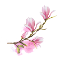 magnolia rosado flor salir brote rama. acuarela. mano dibujado ilustración con acuarela manchas floral diseño de saludos invitaciones, aniversarios, boda, cumpleaños tarjetas y pegatinas png