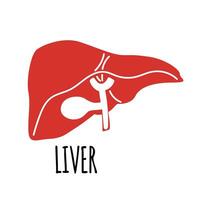 Liver illustration on white background. Flat style. vector