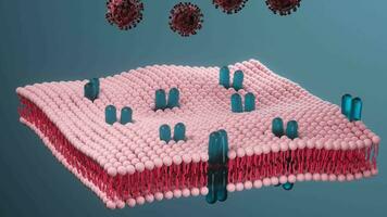 cytomembrane et corona virus, médical concept, 3d le rendu. video