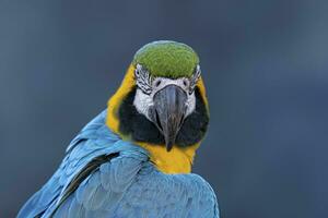 Adult Blue-and-yellow Macaw photo