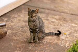 abandoned cat mammal feline animal photo