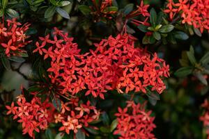 flor de planta de llama de selva roja foto