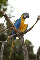 Adult Blue-and-yellow Macaw photo