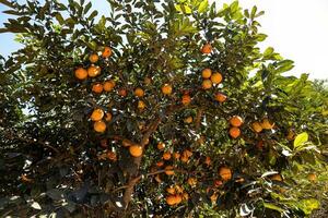 Rangpur Fruit Tree photo