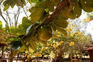 Calabash Tree Fruit photo