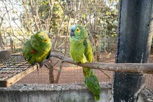 Turquoise fronted Parrot rescued recovering for free reintroduction photo