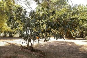 árbol frutal de rangpur foto
