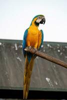 Adult Blue-and-yellow Macaw photo